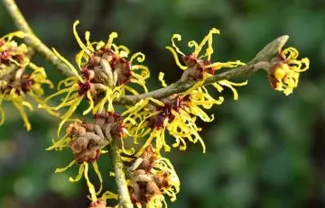 Witch hazel to get rid of blood blisters