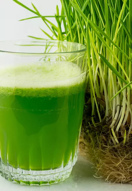 Wheatgrass juice for weight loss