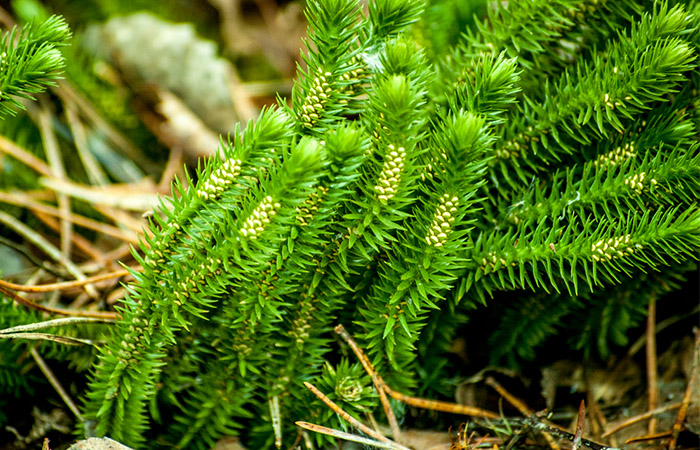 Lycopodium plant for weight loss