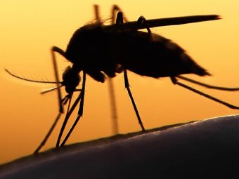 Малярия-Причины-Симптомы-Природные-Средства-И-Советы-Предотвращения