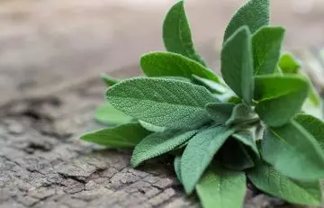 Sage is an herb for diabetes