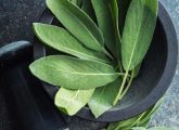 9 Health Benefits Of Sage Leaves, Types, Side Effects, & Dose