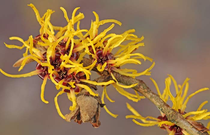 Witch hazel home remedy for skin tightening