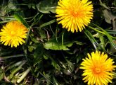 11 Benefits Of Dandelions, Nutrition, And Side Effects