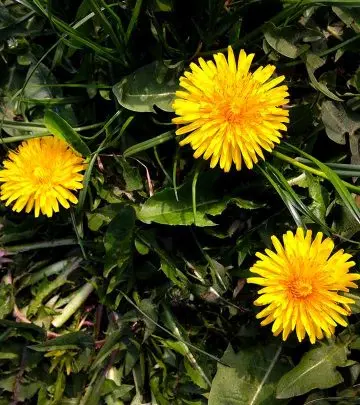 11 Potential Health Benefits Of Dandelions – What Does Research Say