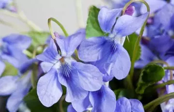 Wood violets as home remedy for tonsillitis