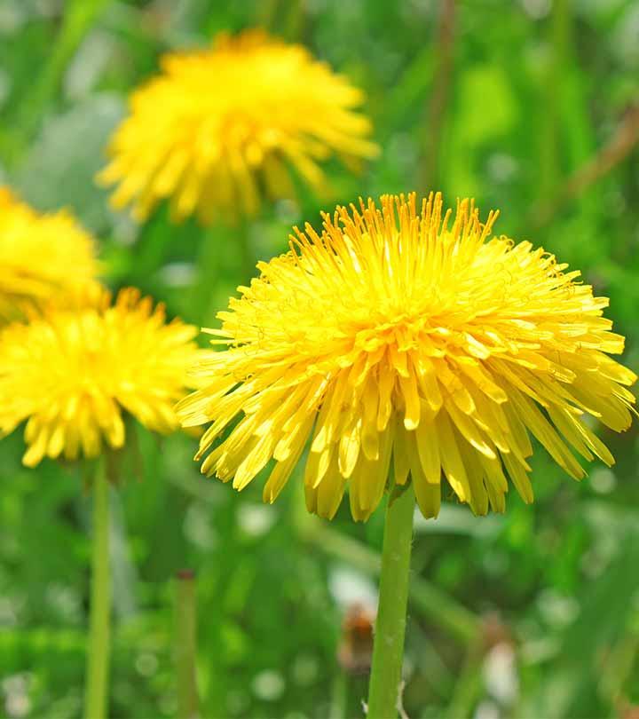 Dandelion Meaning In Urdu