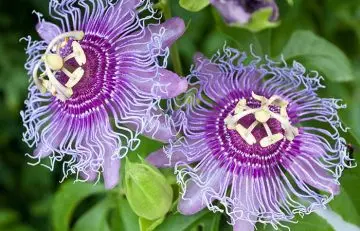 Passionflower to get rid of tinnitus