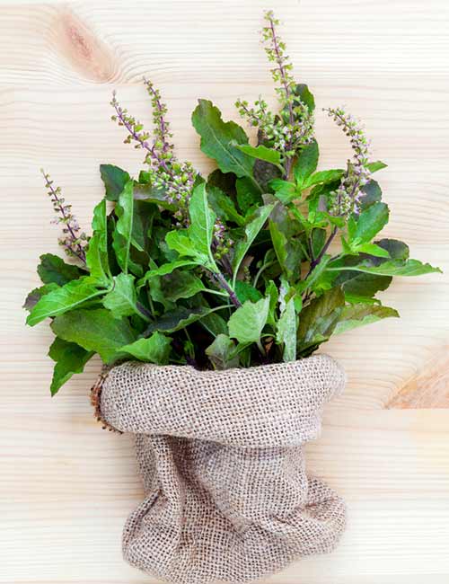 Holy basil for skin itching