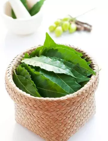 Neem for skin itching