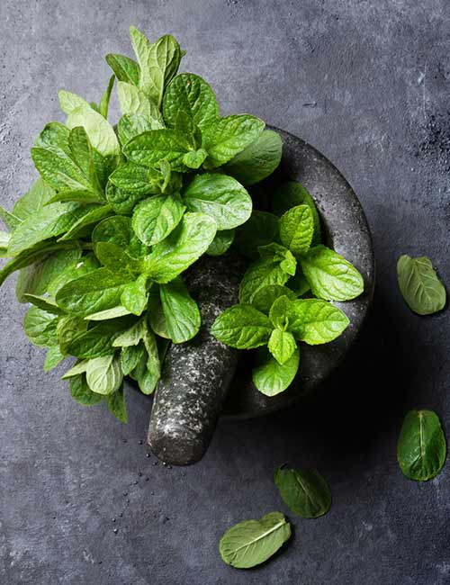 Mint for skin itching