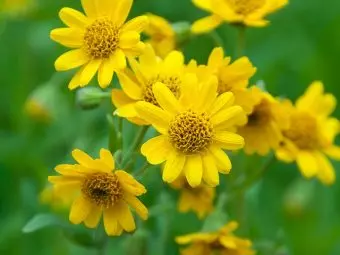 4 Benefits Of Arnica, How To Use It, Dosage, & Side Effects