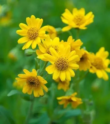 Arnica The Answer To Your Aching Joints! Benefits, Mechanisms, And Side Effects