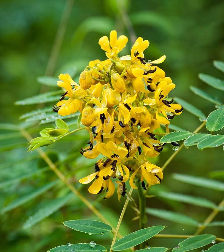 Senna Health Benefits Uses Side Effects And Dosage