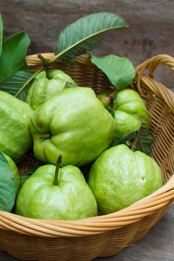 Guava leaves as home remedy for toothache