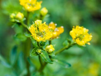 10 Amazing Benefits Of Rue Herb For Skin, Hair And Health