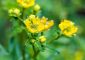 10 Amazing Benefits Of Rue Herb For S...