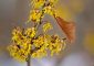 24 Amazing Witch Hazel Benefits, How To Use, & Side Effects