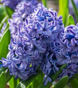 11 Amazing Benefits Of Hyacinth Herb ...