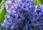 11 Amazing Benefits Of Hyacinth Herb For Skin, Hair And Health