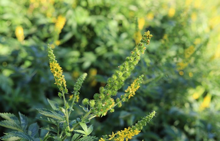 Agrimony herb for appendicitis