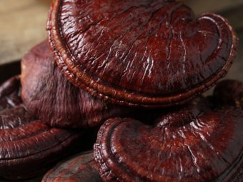 Benefits Of Ganoderma Mushrooms Science Has Uncovered