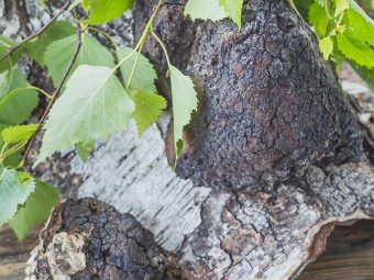 Chaga 101 Facts And Benefits About Chaga Mushrooms You Must Know