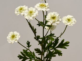 Feverfew The Top 8 Benefits Side Effects