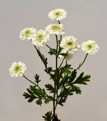 Feverfew The Top 8 Benefits Side Effects