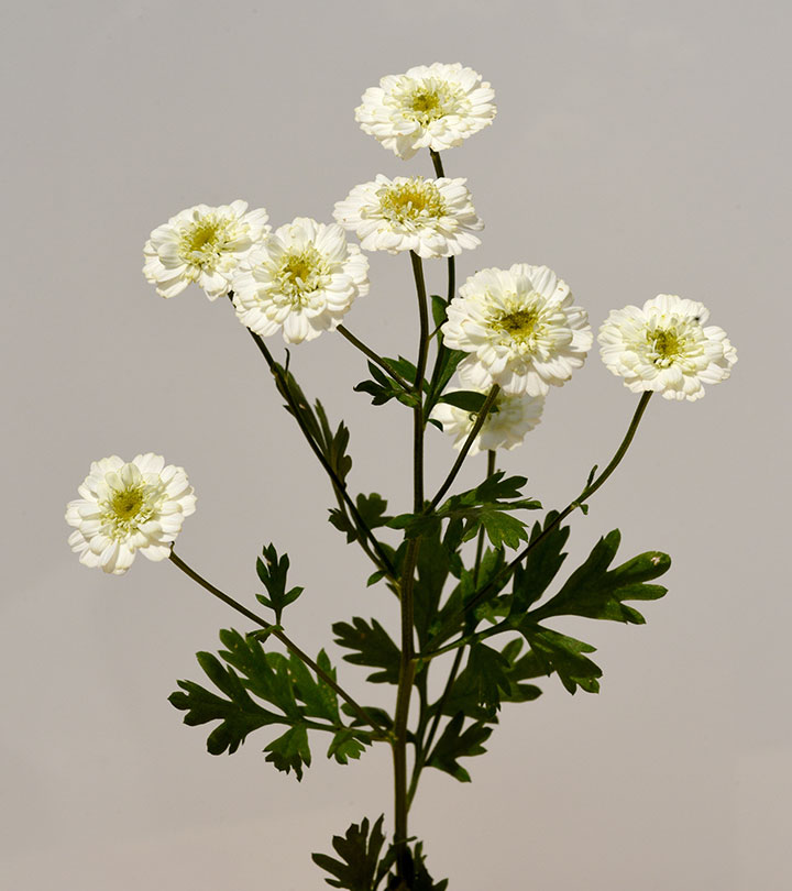 Feverfew: The Top 8 Benefits + Side Effects