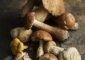 Mushroom Allergy Symptoms: Causes And Treatment Methods