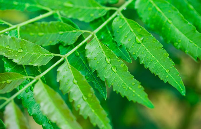Neem leaves are a home remedy for bleeding gums