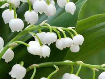 10 Amazing Health Benefits Of Lily Of The Valley