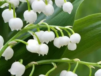 12 Amazing Health Benefits Of Lily Of The Valley