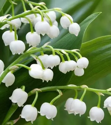10 Amazing Health Benefits Of Lily Of The Valley