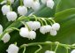 10 Amazing Health Benefits Of Lily Of...