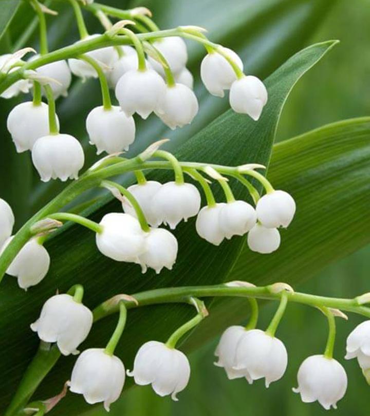 10 incríveis benefícios para a saúde de Lily Of The Valley