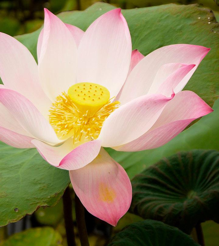 23 Amazing Benefits Of Lotus (Nelumbo Nucifera) For Skin, Hair, And Health