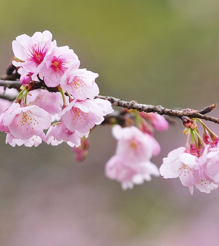 cherry blossom flower