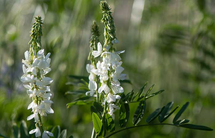 Increase breast milk supply naturally with goat's rue