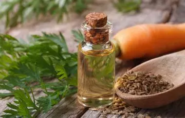 Carrot seed oil for liver cirrhosis