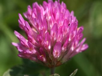 Does Red Clover Contain Estrogen Is It Safe To Use