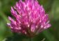 How Red Clover Benefits Your Health, Uses, And Dosage