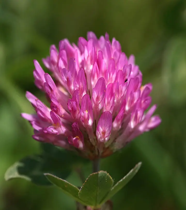 Does Red Clover Contain Estrogen Is It Safe To Use