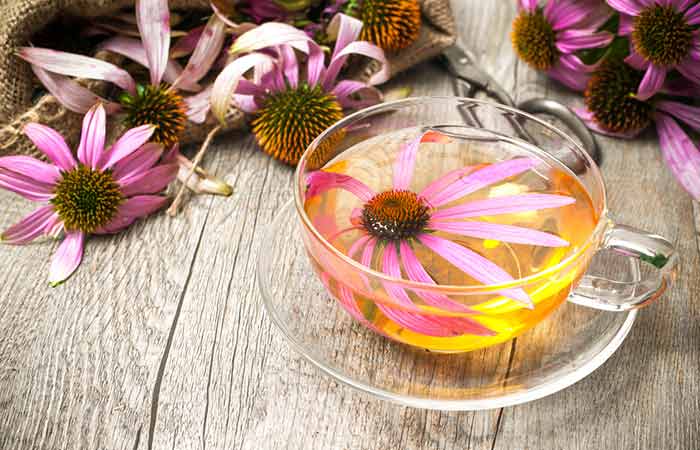 Increase your immunity with echinacea