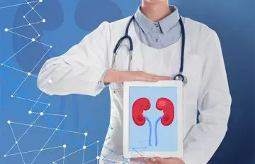Doctor showing image of the kidneys which can be improve with chamomile