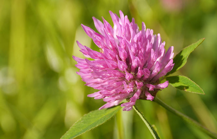 What is red clover