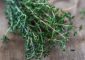 3 Side Effects That Tell You Why Thyme May Not Always Be Good