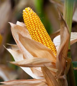 10 Surprising Side Effects Of Corn That Y...