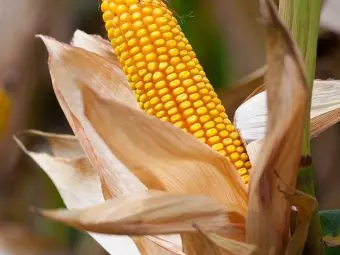 10 Surprising Side Effects Of Corn That You Should Know